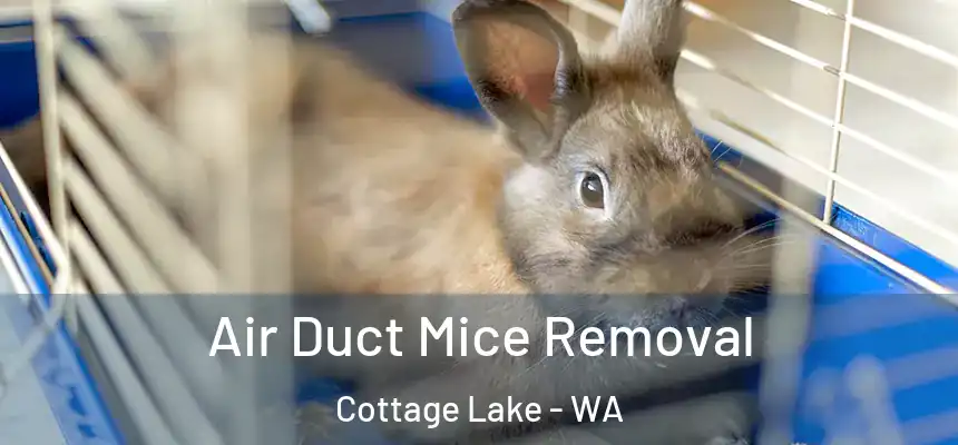  Air Duct Mice Removal Cottage Lake - WA